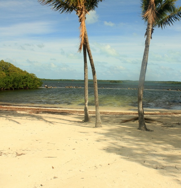 beach and trees at key largo florida