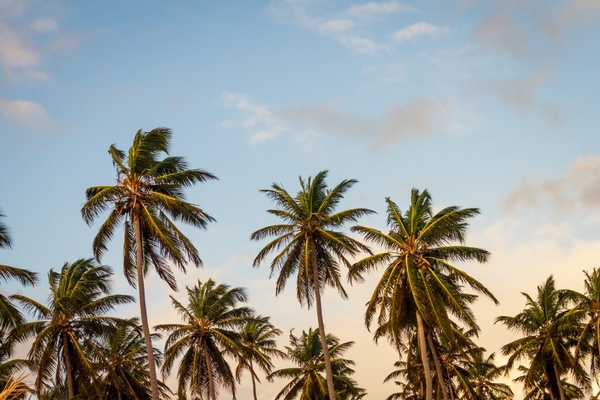 beach coast coastline coconut exotic holiday idyllic