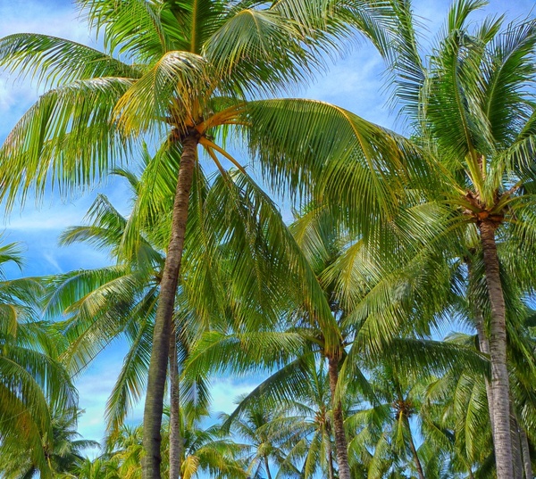 beach coast coconut exotic holiday idyllic island