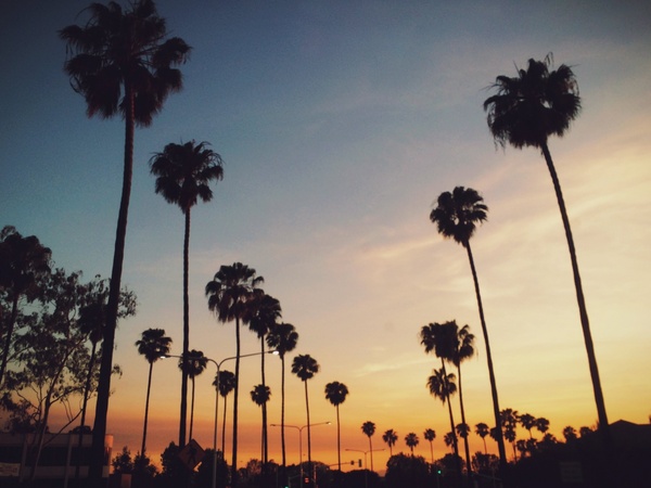 beach dawn dusk evening exotic nature nobody palm