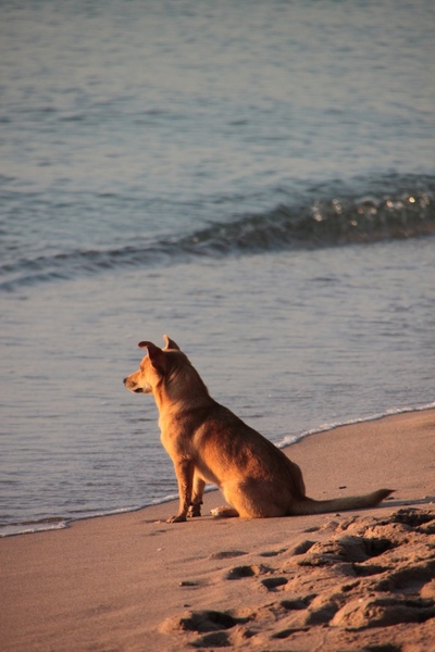 beach dog sunrise