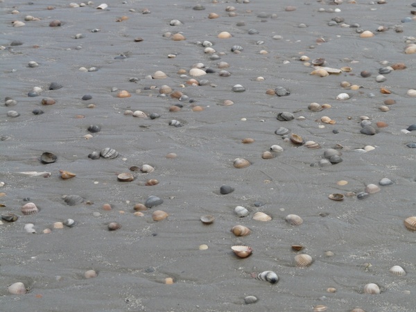beach sand mussels