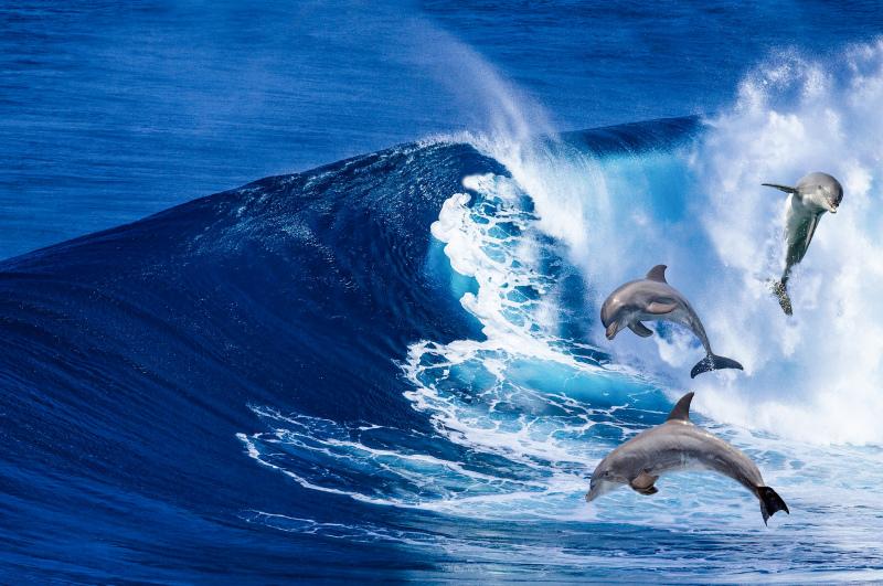 beach scenery picture dynamic dolphins waves scene 