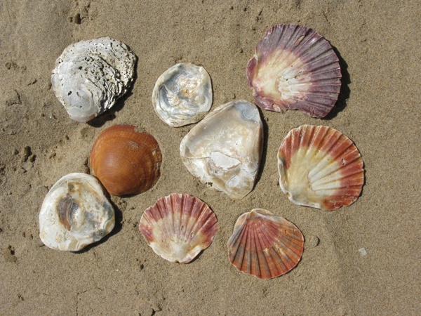 beach sun mussels