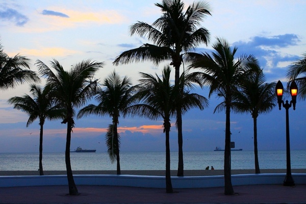 beach tree palm