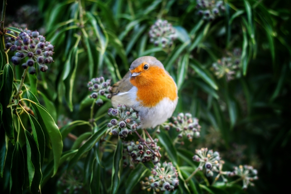 cute small colorful songbird in nature 