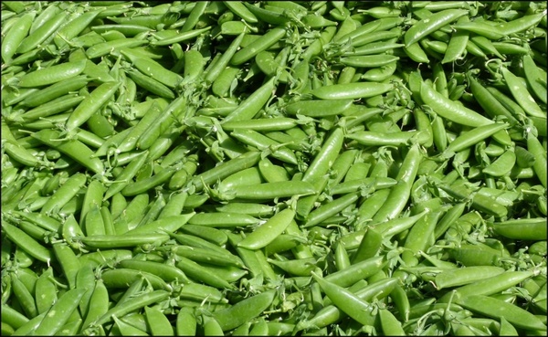 beans vegetables green