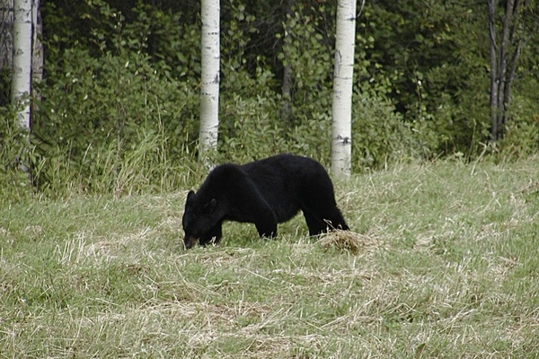 bear animal nature
