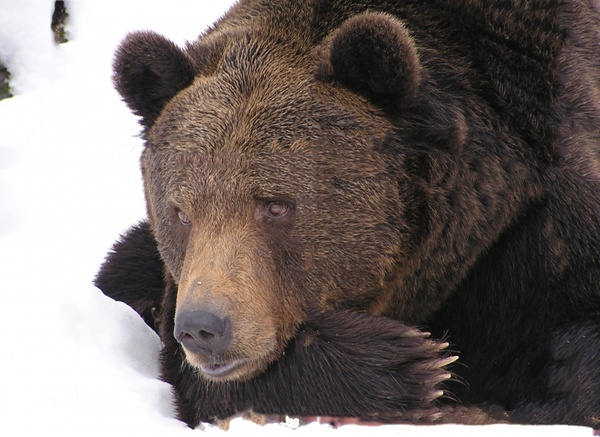 bear animal snow