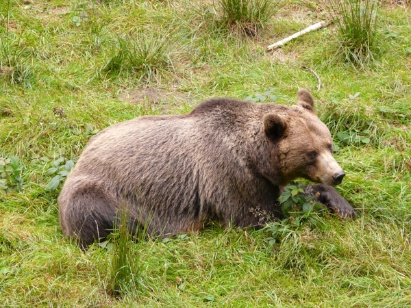 bear brown bear forest