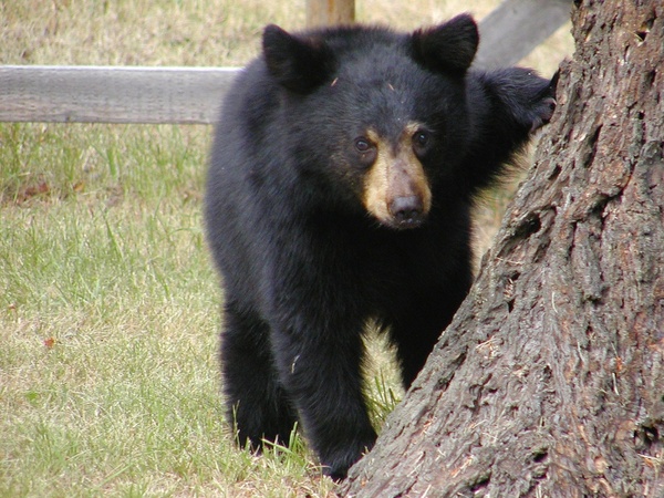 bear cub animal