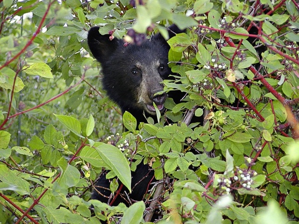 bear cub black 