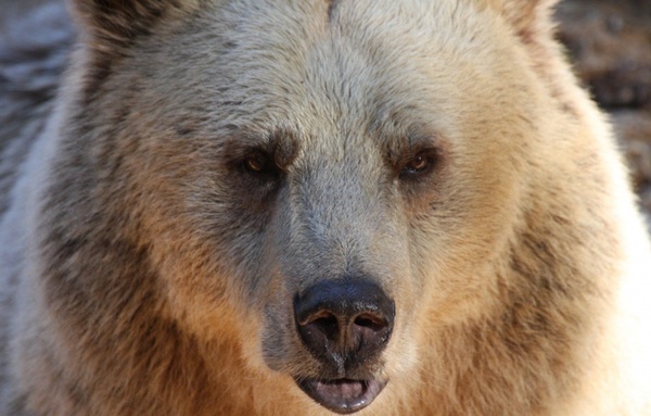 bear face portrait 