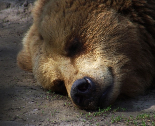 bear sleep rest