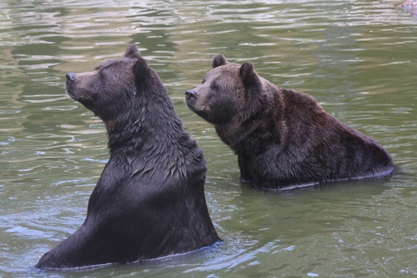 bear swim fun