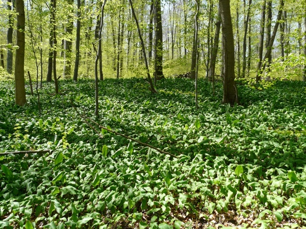 bear's garlic forest forest floor