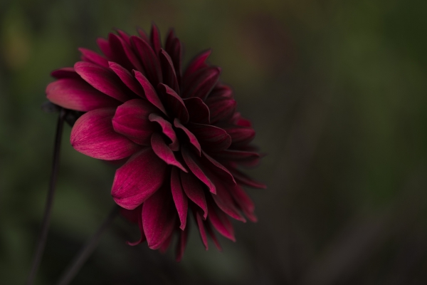 closeup of beautiful red flower