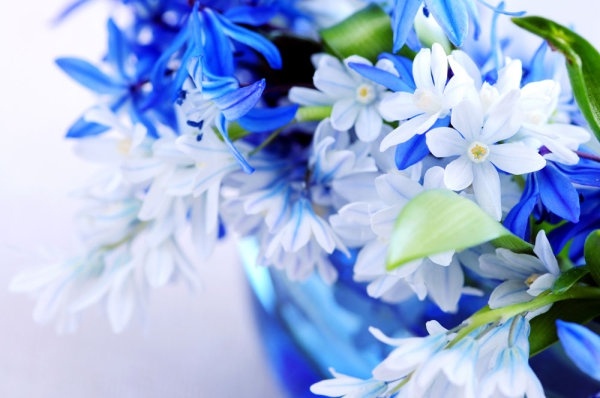beautiful blue flowers 01 hd picture 