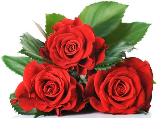 beautiful bouquet of roses vector