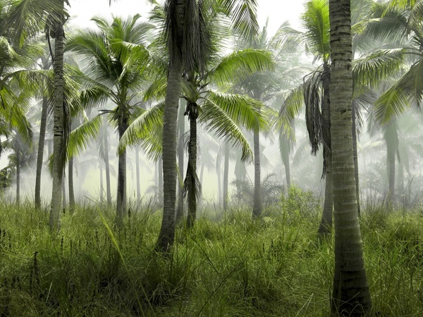 beautiful bright coconut forest growth idyllic