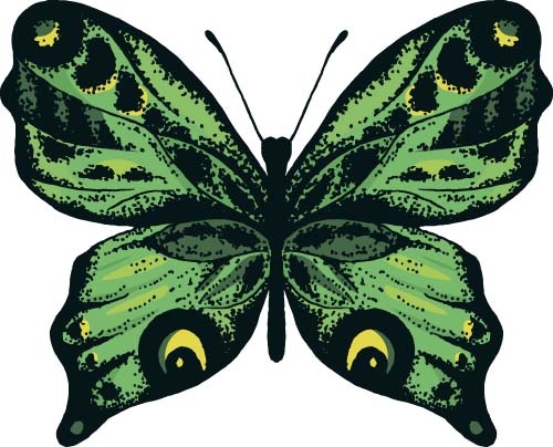 beautiful butterflies design vector 