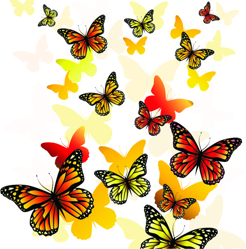 beautiful butterfly vector 