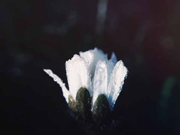 beautiful cactus delicate dof flora flower frozen
