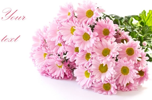 beautiful chrysanthemum 04 hd pictures 