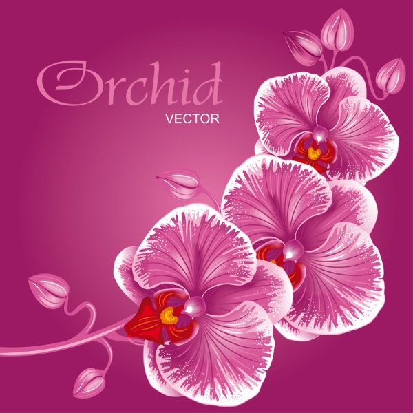 beautiful flowers background 01 vector