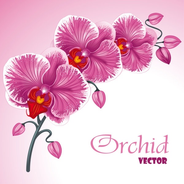 beautiful flowers background 02 vector 