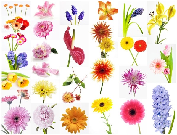 Beautiful flowers free stock photos download (16,555 Free stock photos ...