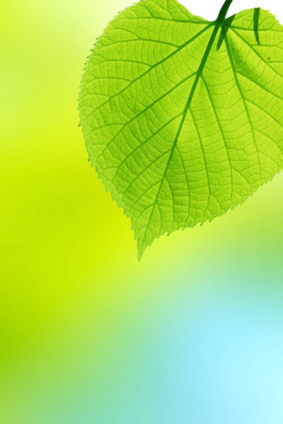 beautiful green leaf background 01 hd picture 