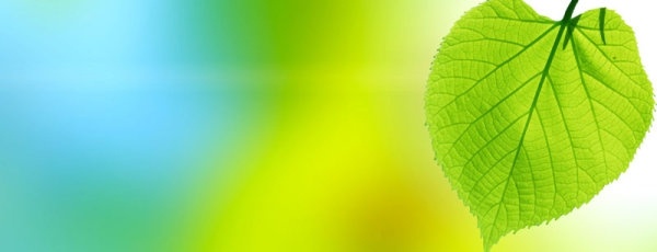 beautiful green leaf background 02 hd pictures