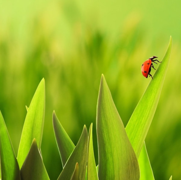 beautiful green natural vegetation 01 hd picture 