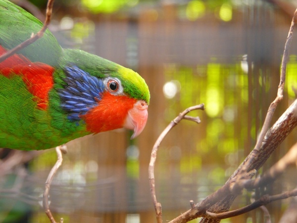 beautiful lorikeet parrot charmosyna placentis