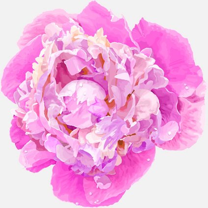 beautiful peonies flower design vector