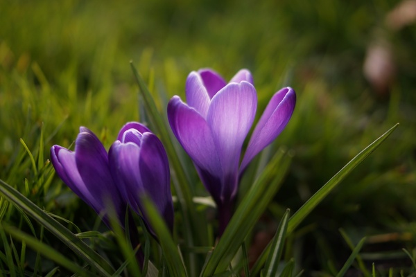 beautiful purple crocus flower in springtime