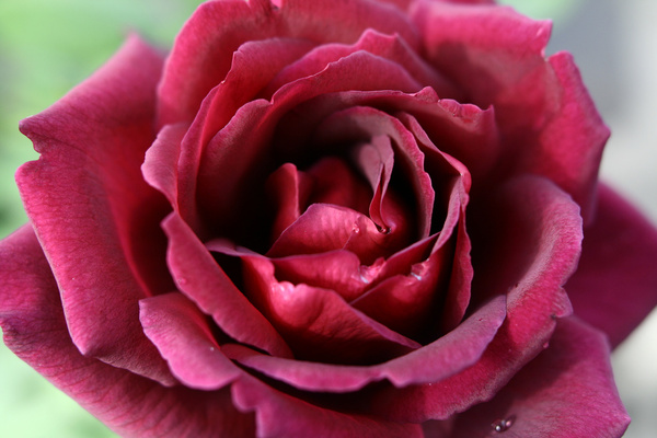 beautiful red rose spring