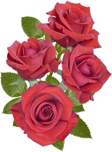 beautiful red roses 04 hd picture 