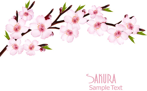 beautiful sakura vector background graphics 