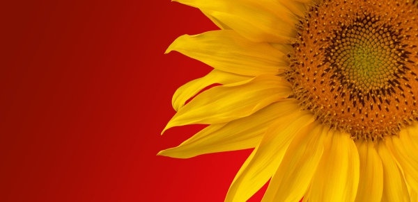 beautiful sunflower hd picture 