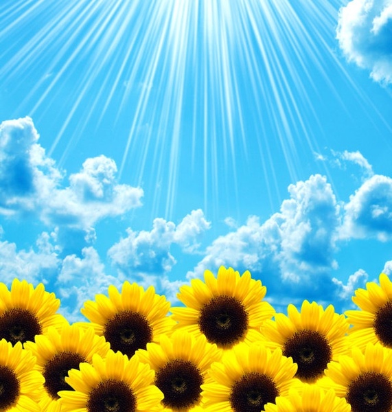 beautiful sunflower highdefinition picture 