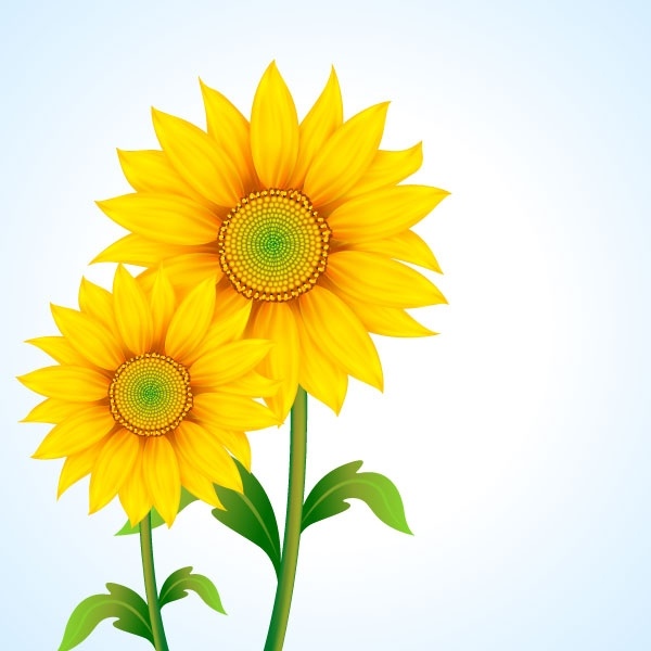 Beautiful sunflower vector Free vector in Encapsulated ...