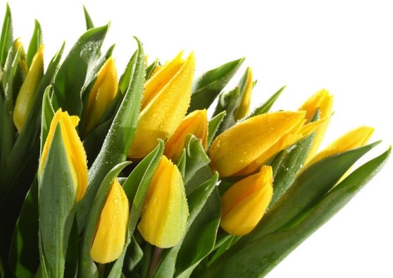 beautiful tulip 02 hd picture 