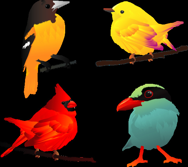 beautiful vector birds 
