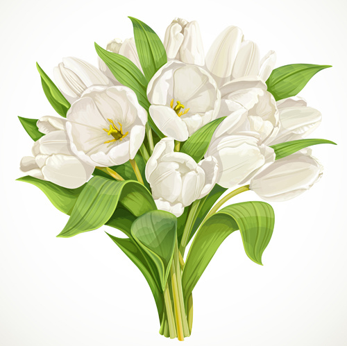 beautiful white tulips vector