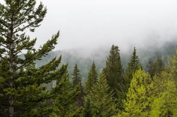 peaceful green trees mountain view in fog