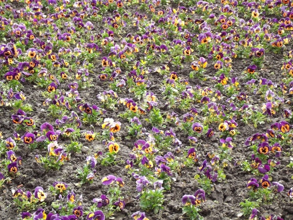 bed of flowers