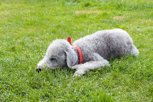 bedlington terrier dog pet