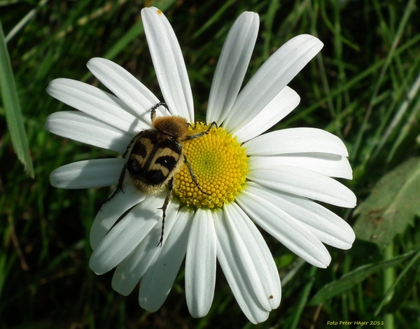 bee beetle on daisy
